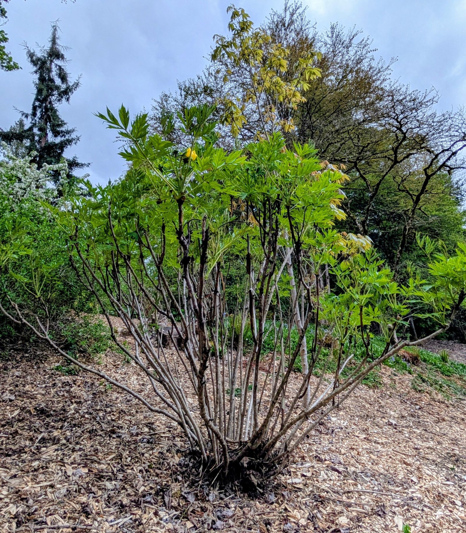 Yellow large flower tree peony - Image 2