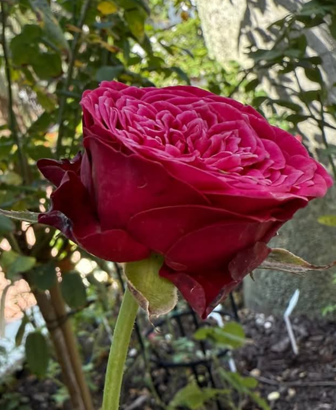 Just More rose plant flower bush shrub - Image 8