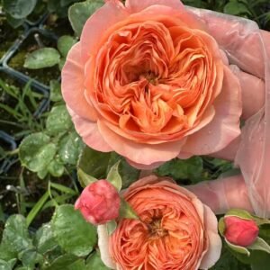 Dorse garden rose plant flower bush shrub