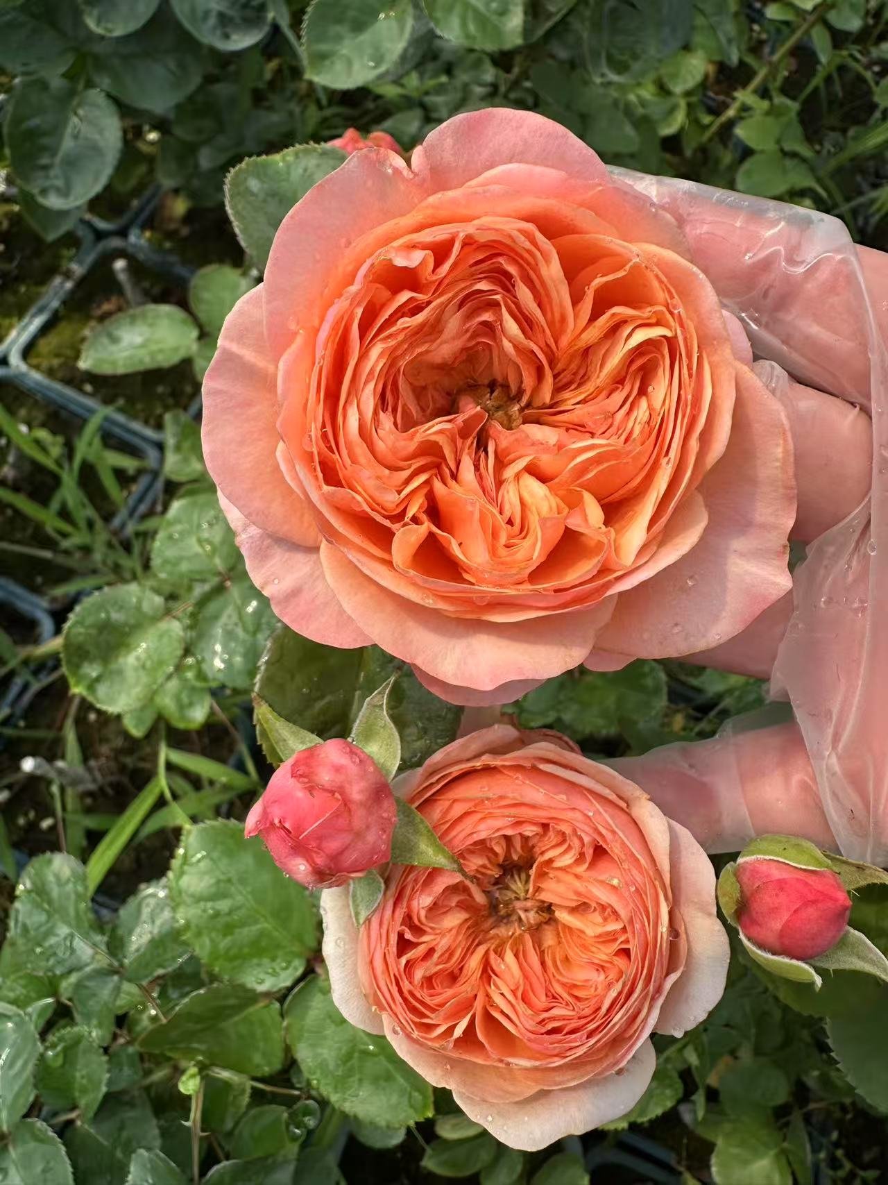 Dorse garden rose plant flower bush shrub
