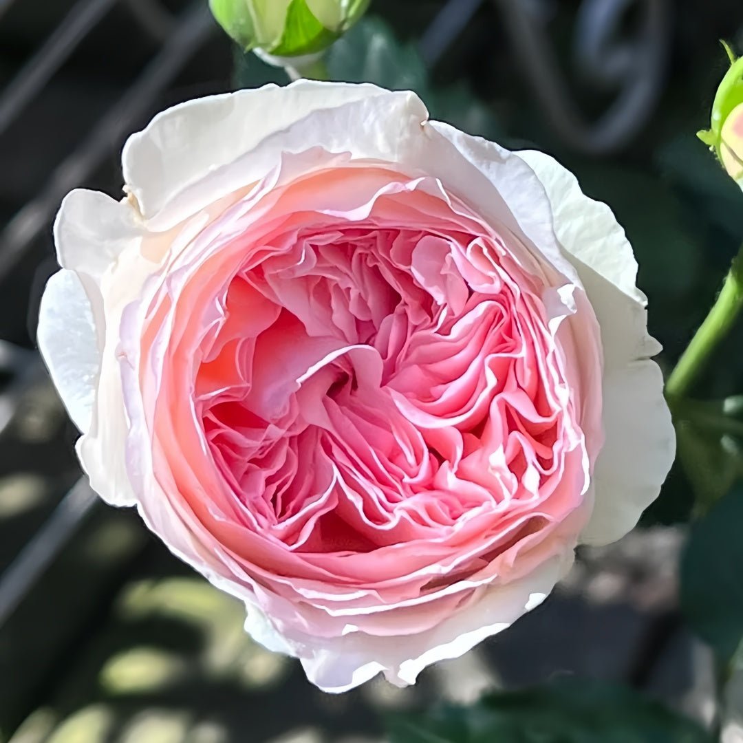 Yves l'Esprit de Fille garden rose plant flower bush shrub - Image 3