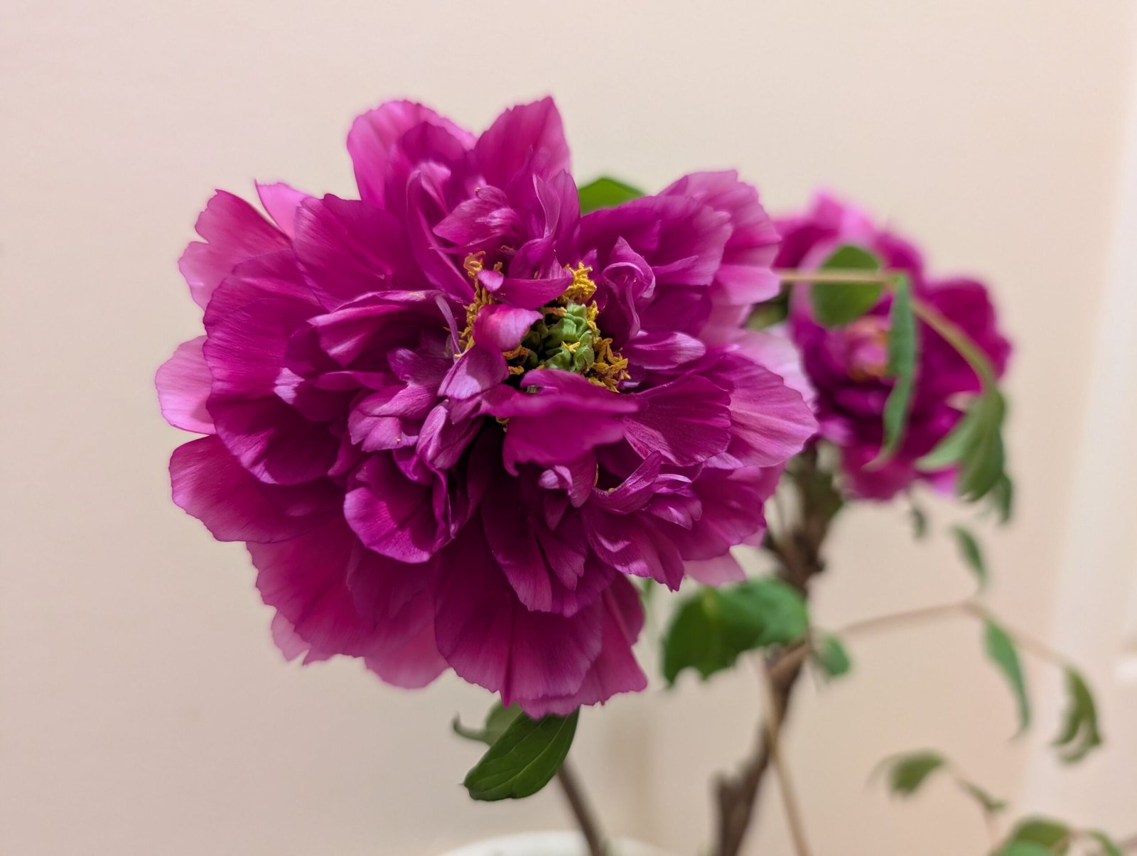 "Champion Crown" large flower tree peony - Image 13