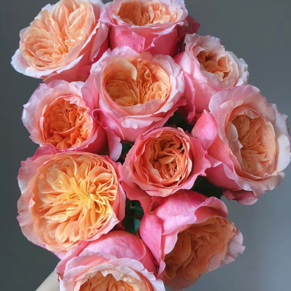 Victoria's Secret garden rose plant flower bush shrub - Image 5