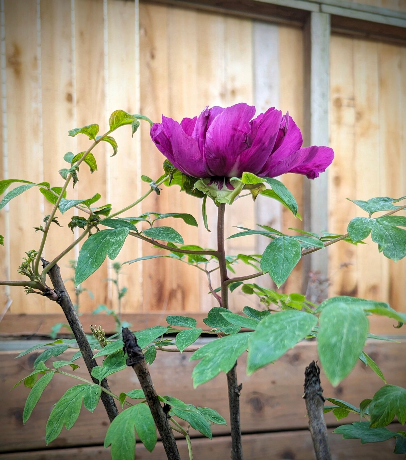 "Sweet Magic" large flower tree peony Preorder for fall 2026 - Image 6