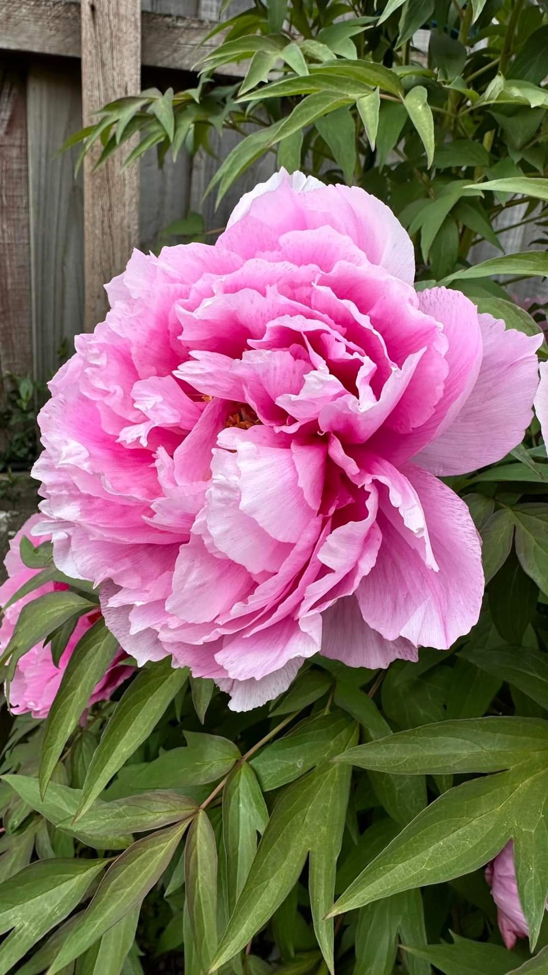 Japanese large flower tree peony - Image 3