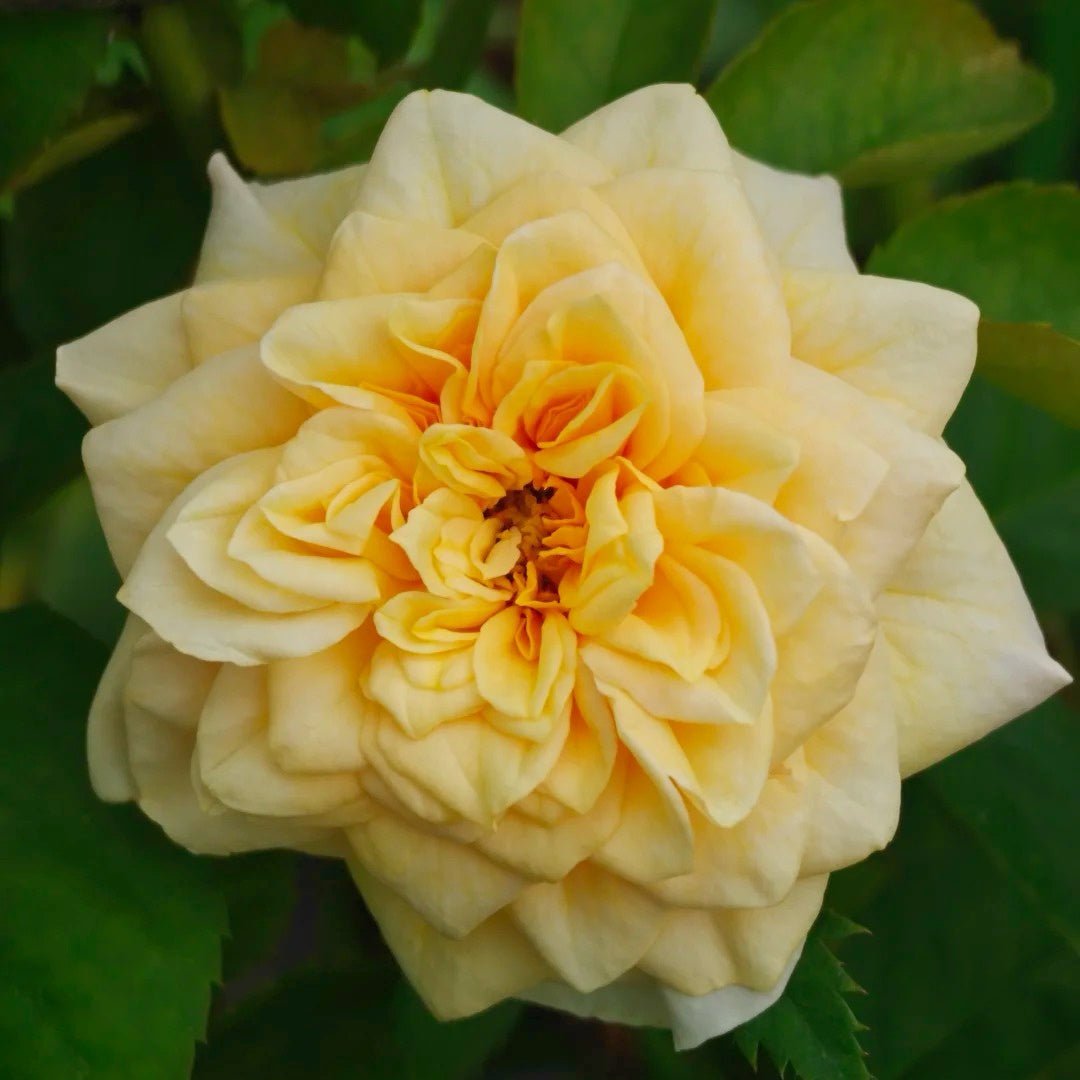 King's Cross garden rose plant flower bush shrub - Image 5