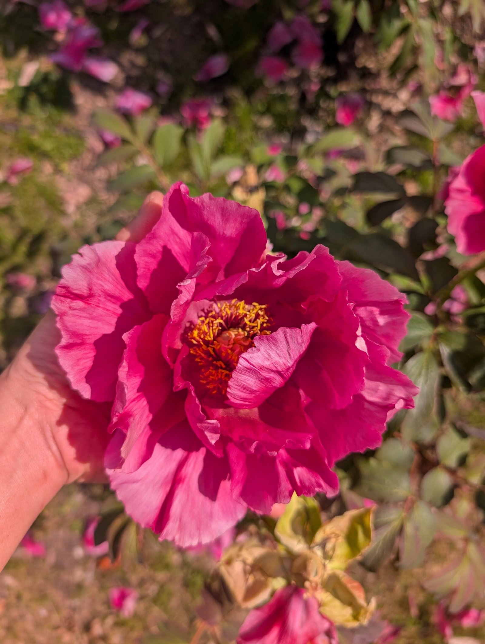 Tree Peony Red 2YR - Image 2