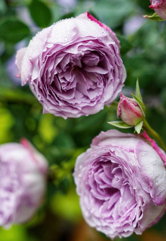 Lapis Lazuli/Lazuri garden rose plant flower bush shrub - Image 2