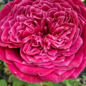 Just More rose plant flower bush shrub