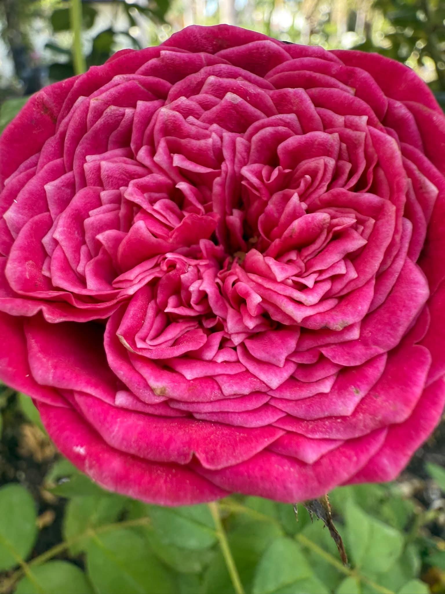 Just More rose plant flower bush shrub