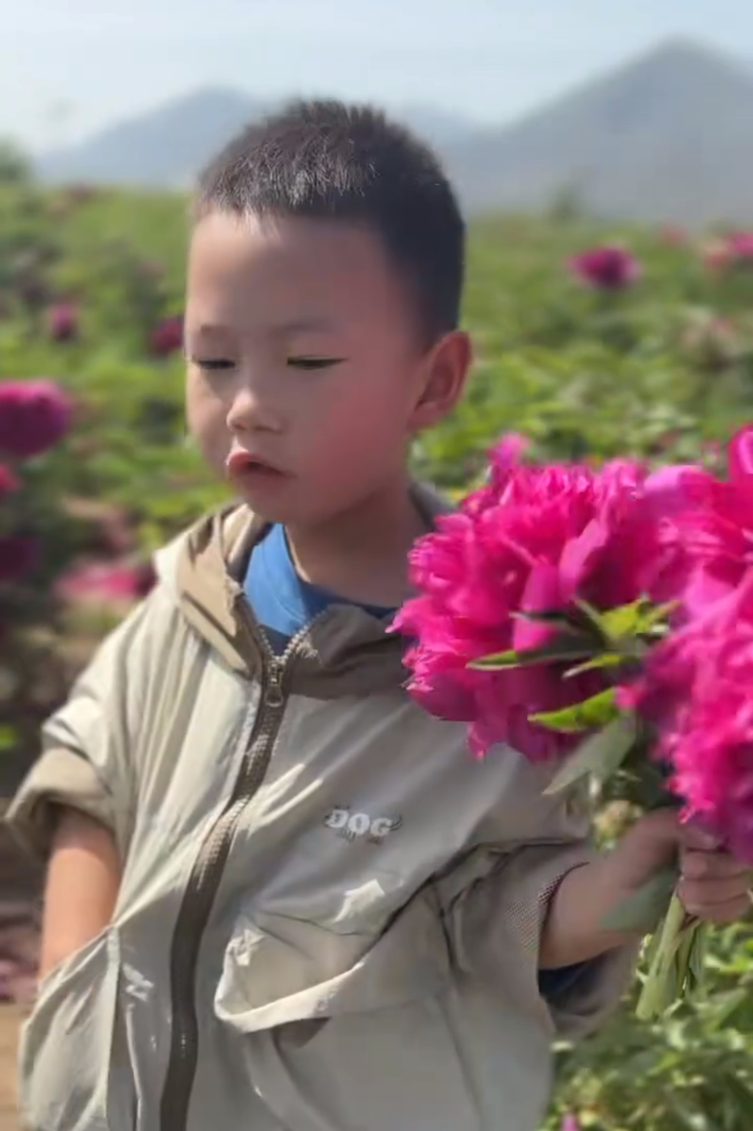He Ping Hong Xiu Qiu tree peony - Image 5