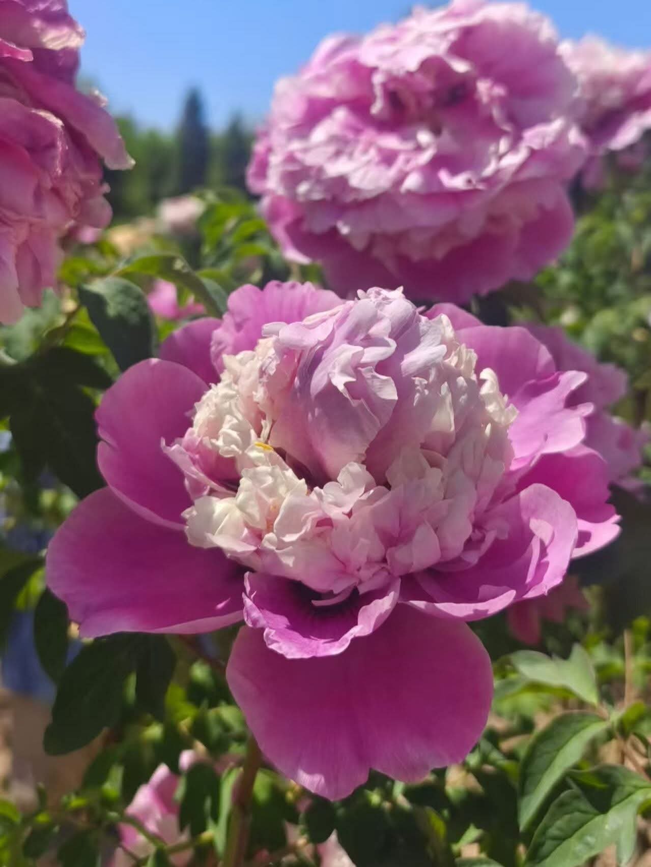 "Peach Blossom" large flower tree peony - Image 2