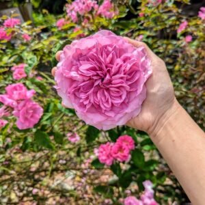 Mil wedding garden rose plant flower bush shrub