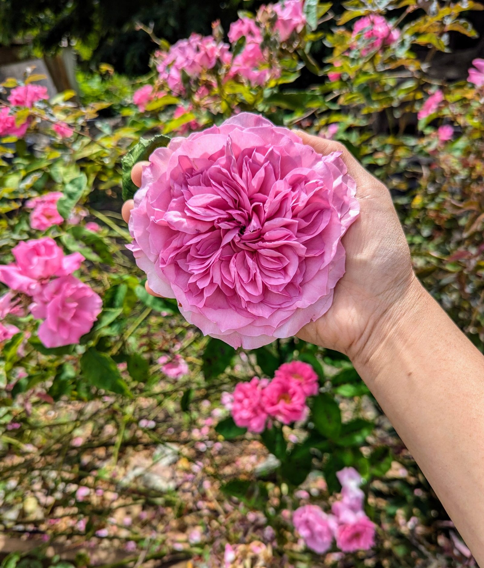 Mil wedding garden rose plant flower bush shrub