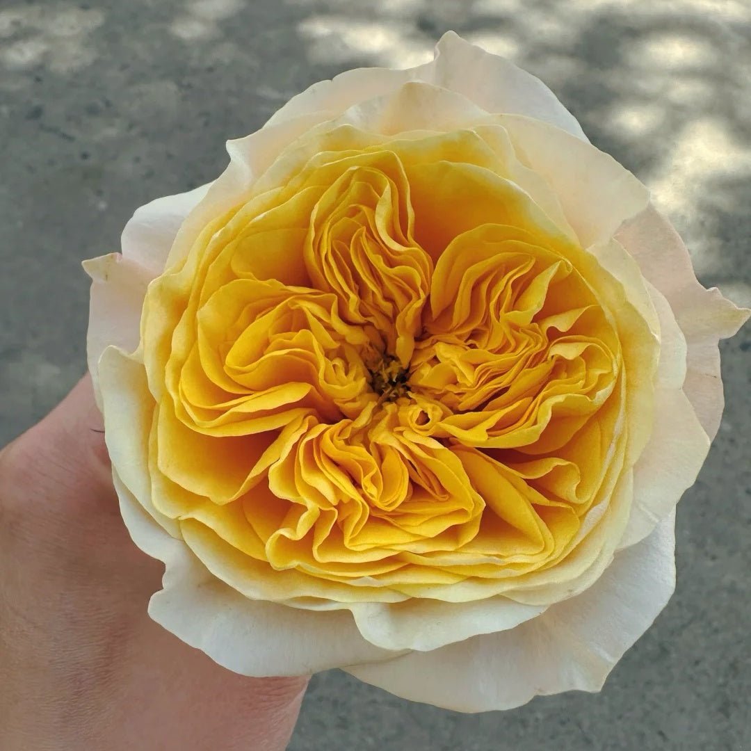 King's Cross garden rose plant flower bush shrub - Image 2