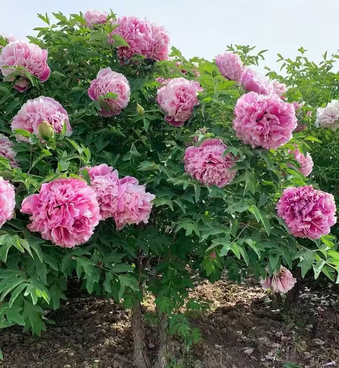 "Peach Blossom" large flower tree peony - Image 3