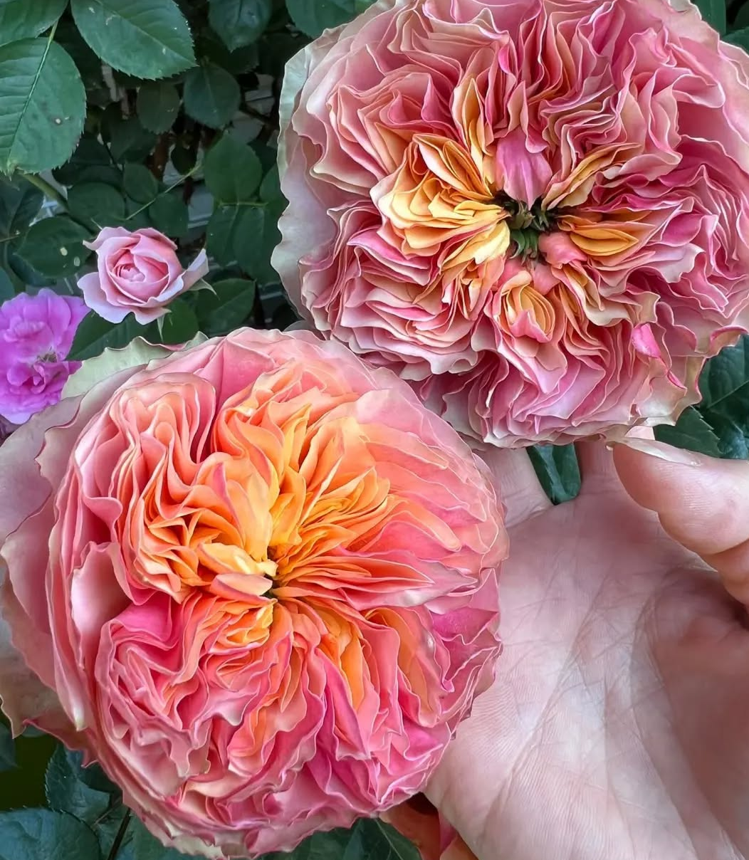 Kensington Garden rose plant flower bush shrub - Image 3