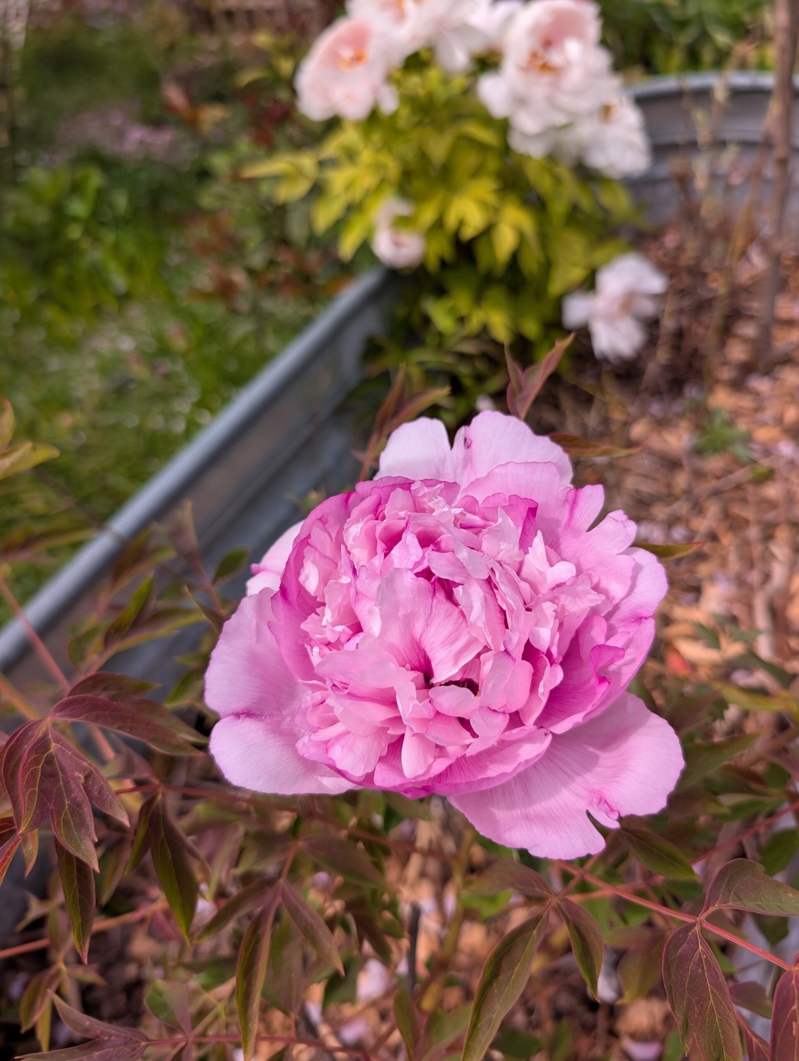 "Pink crown jade beads" tree peony - Image 10