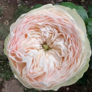 Pink Pie garden rose plant large flower bush deciduous shrub