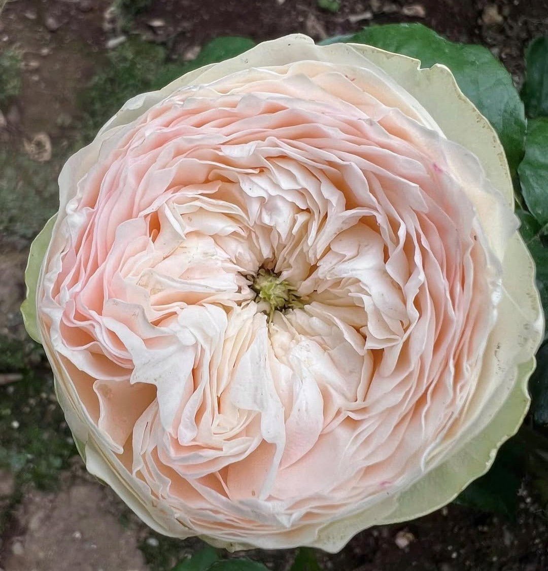 Pink Pie garden rose plant large flower bush deciduous shrub