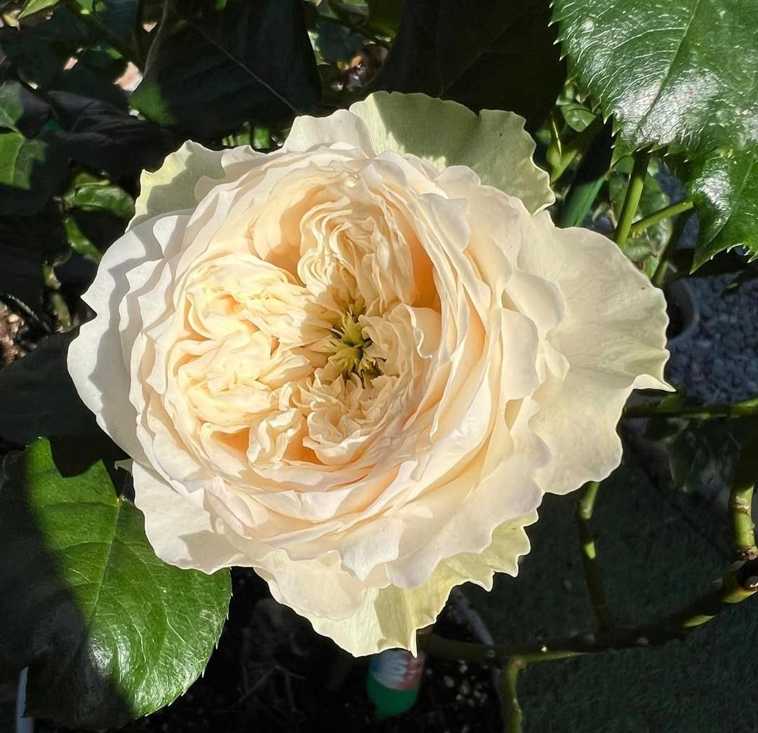 Whitby Abbey rose plant large flower bush deciduous shrub - Image 3