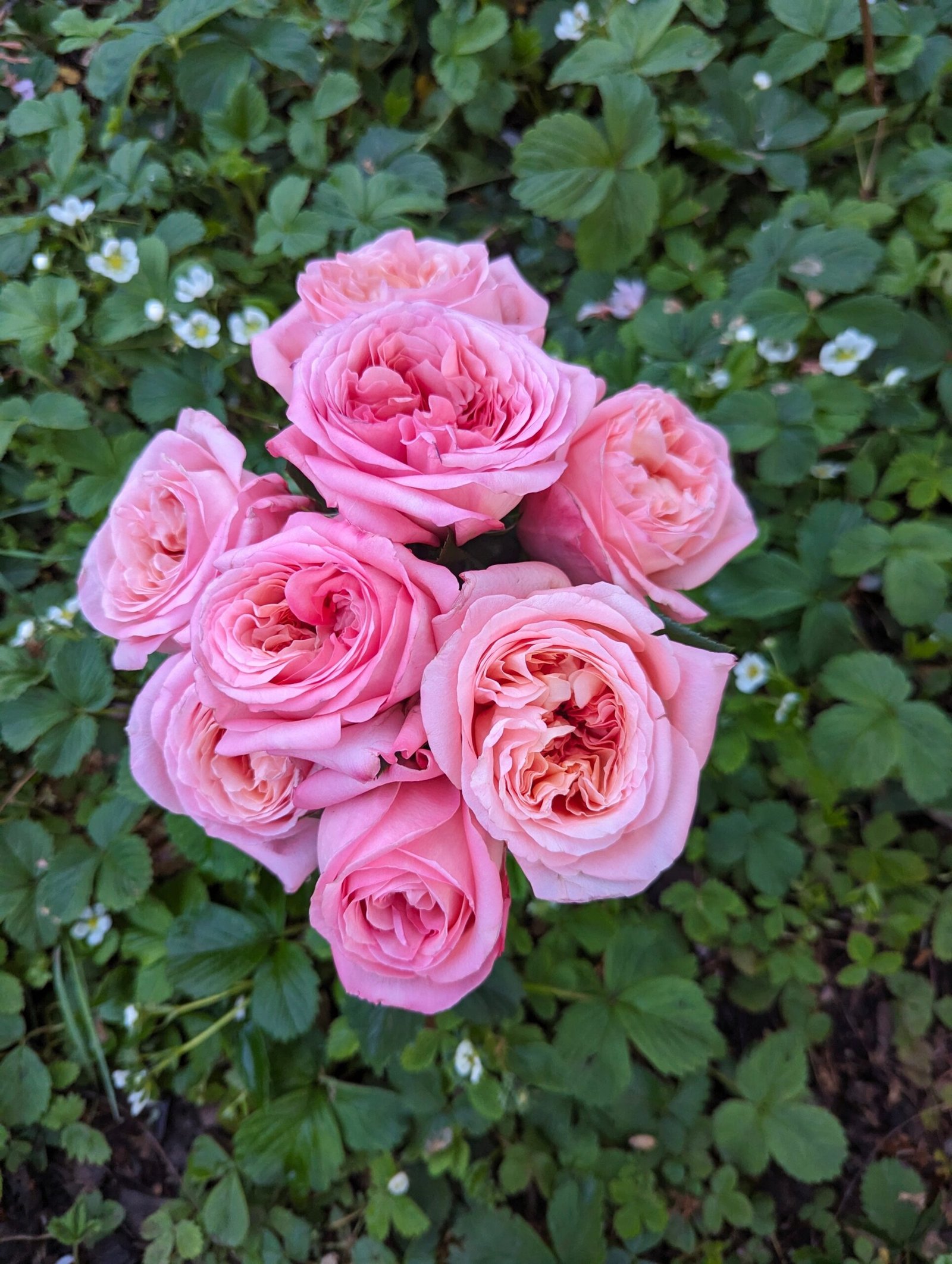 Pink Xpression garden rose plant flower bush shrub - Image 10