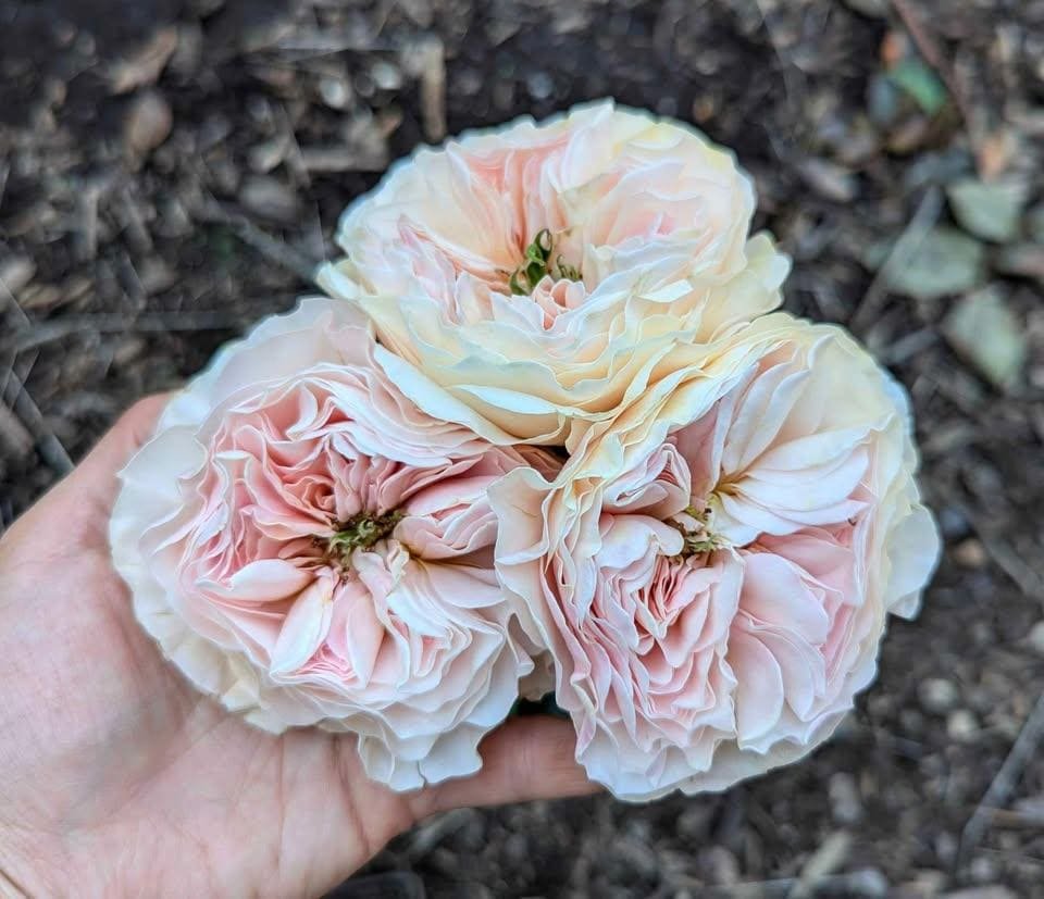 Wedding rose plant flower bush shrub - Image 2
