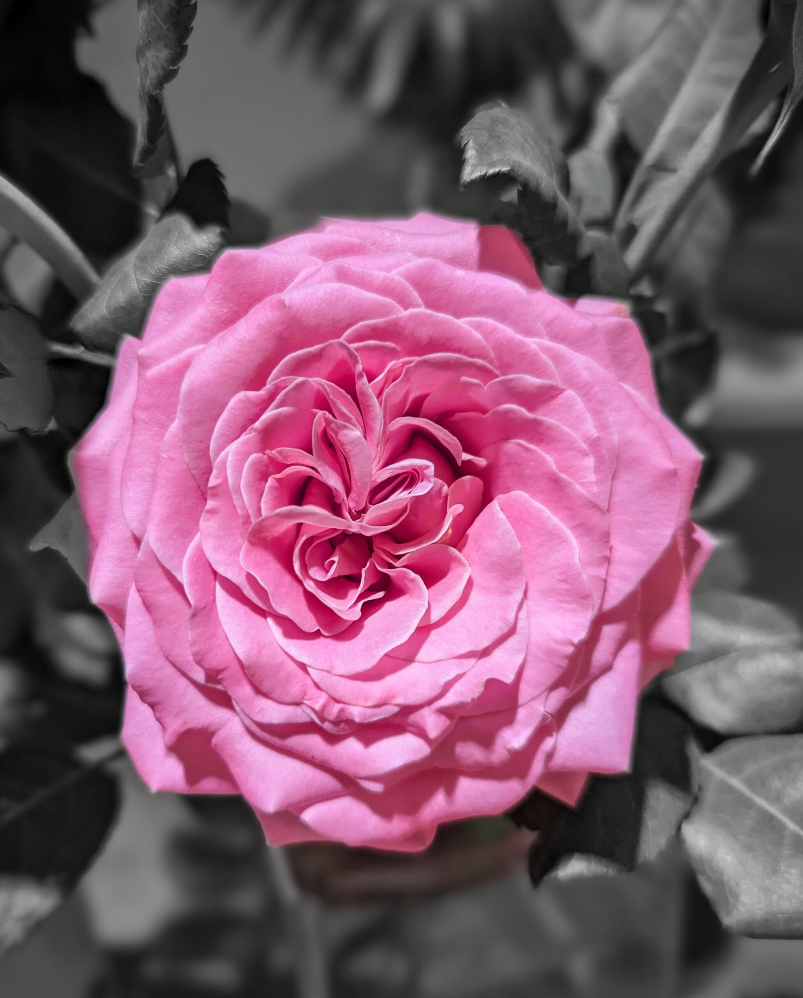 Ashle thornless rose rose plant flower bush shrub - Image 3