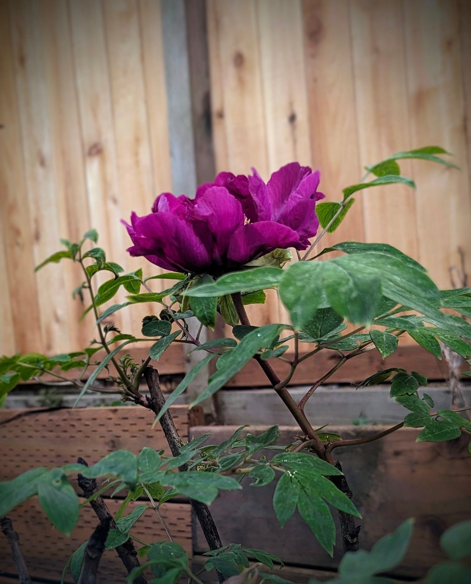 "Sweet Magic" large flower tree peony Preorder for fall 2026 - Image 7