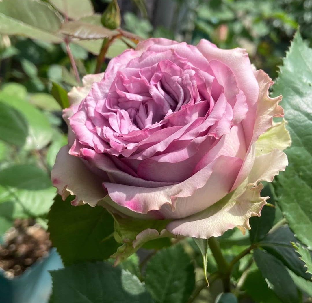 Dolcetto lookalike garden rose plant flower bush shrub - Image 2