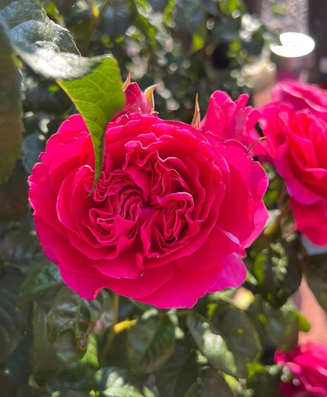 Wedding garden rose plant flower bush deciduous shrub - Image 2