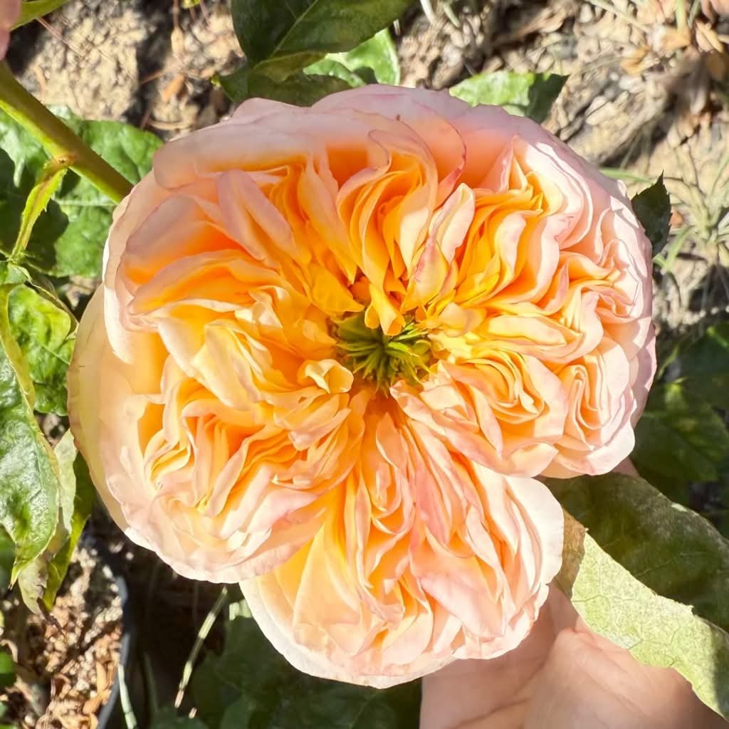 Peach Cream Xpression garden rose plant flower bush shrub