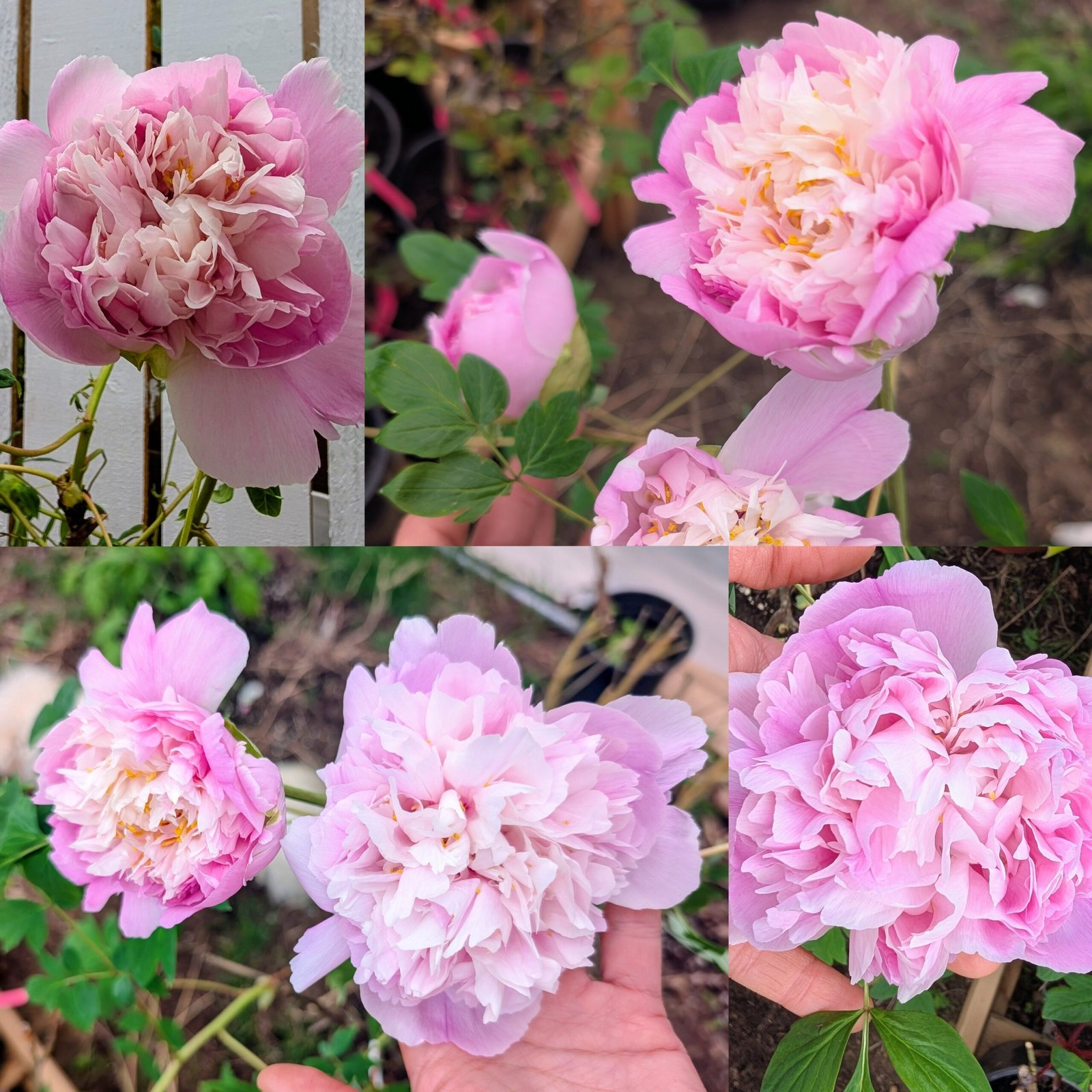 “Blue sky floating clouds” large flower tree peony