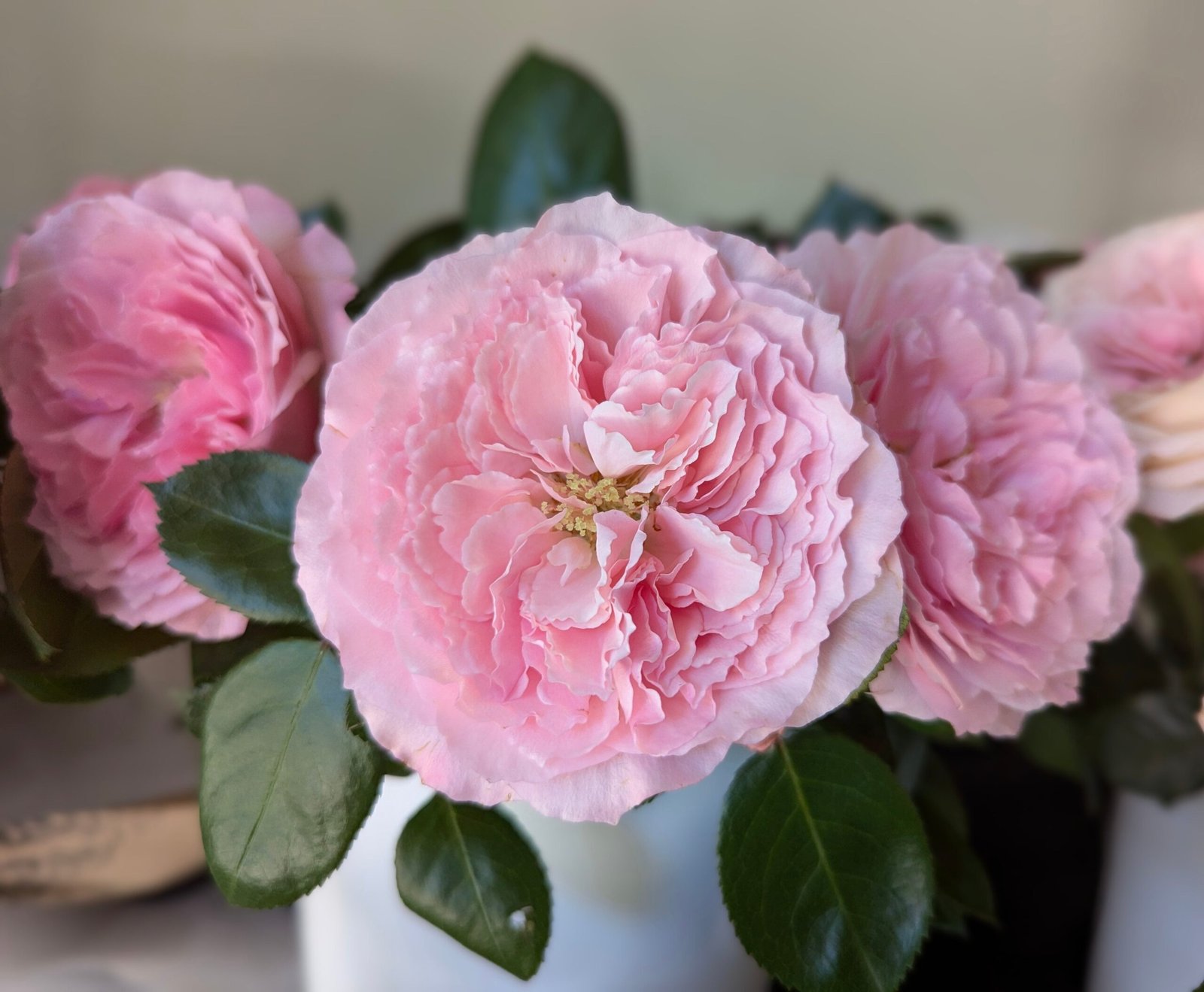 Mayra P. garden rose plant flower bush deciduous shrub - Image 7