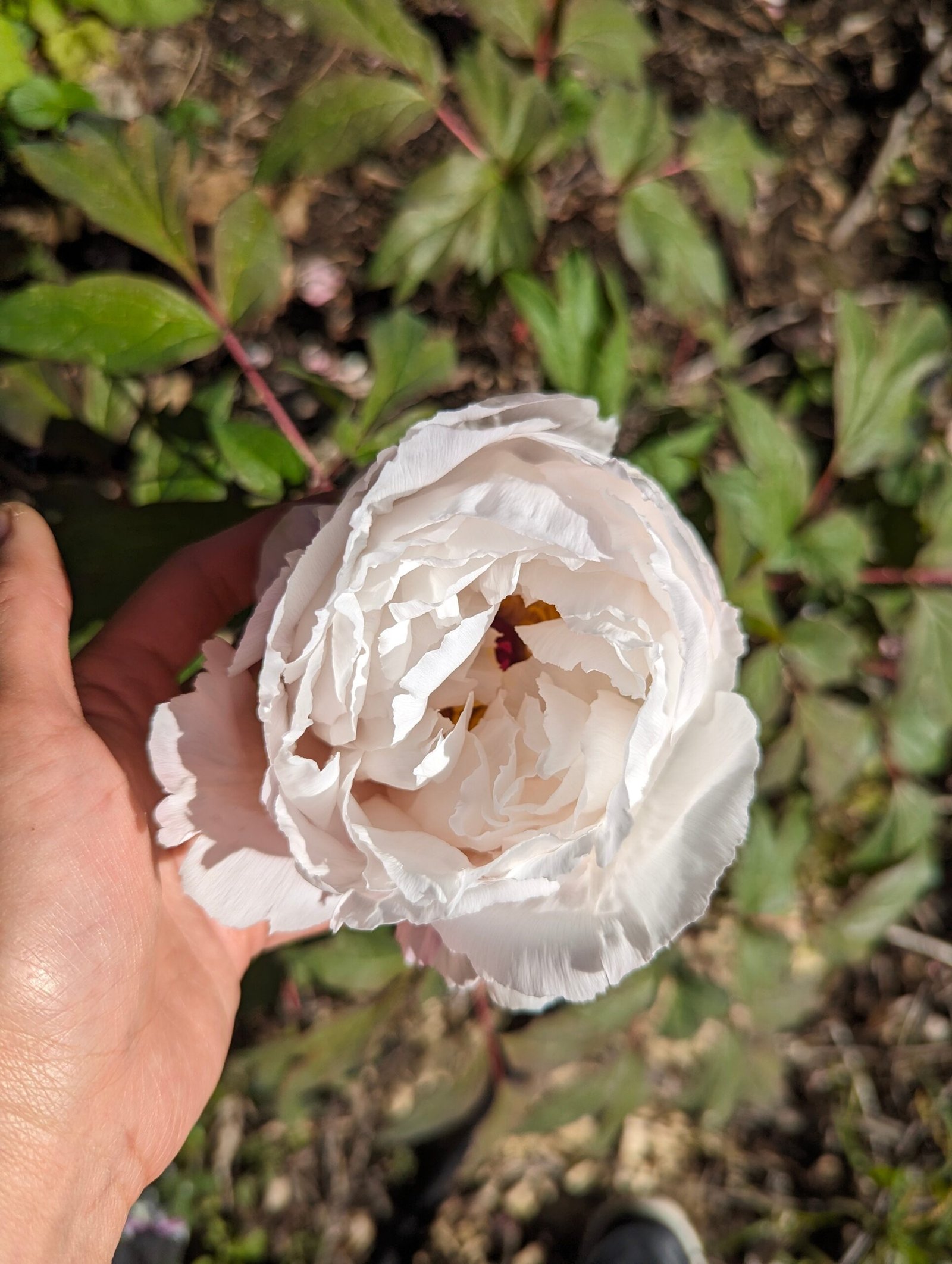 Large white flower cold hardy tree peony Preorder for fall 2026 - Image 6