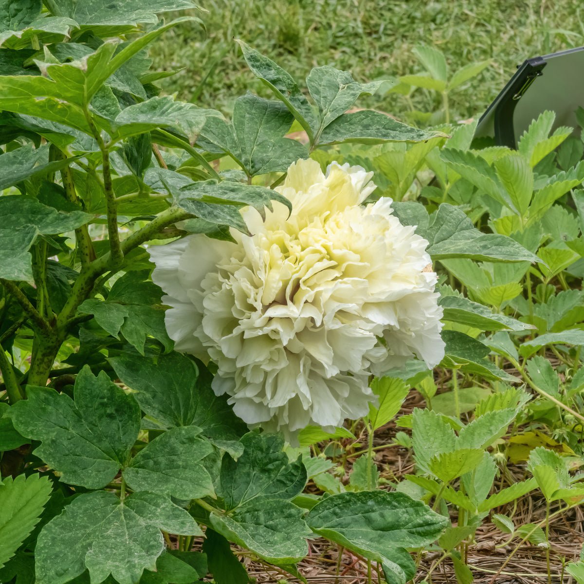 "Green peas" large flower tree peony - Preorder for fall 2026 - Image 6