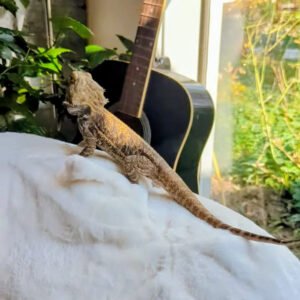 Bearded dragon