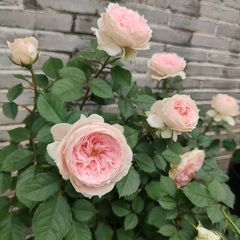 Pompon Veranda garden rose plant flower bush shrub - Image 2