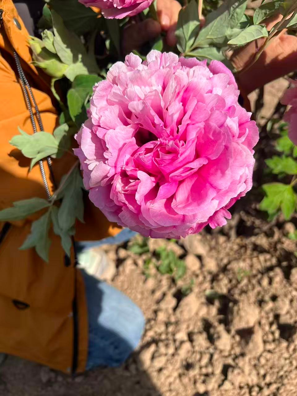 Hong Guan Ying Xian tree peony - Image 2