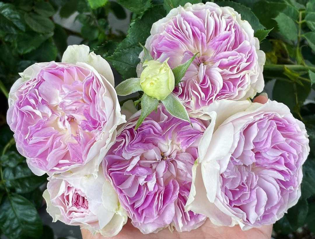 Blue Moonstone color changing Japanese garden rose plant - Image 4