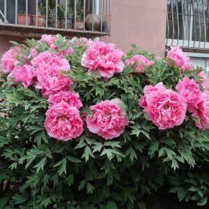 "Prosperous Family" large flower tree peony