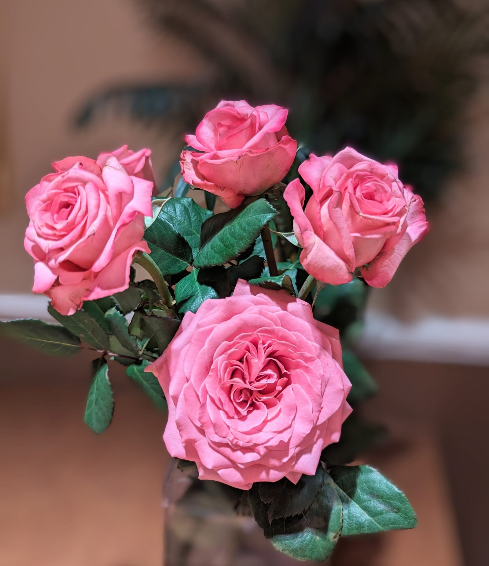 Ashle thornless rose rose plant flower bush shrub - Image 4