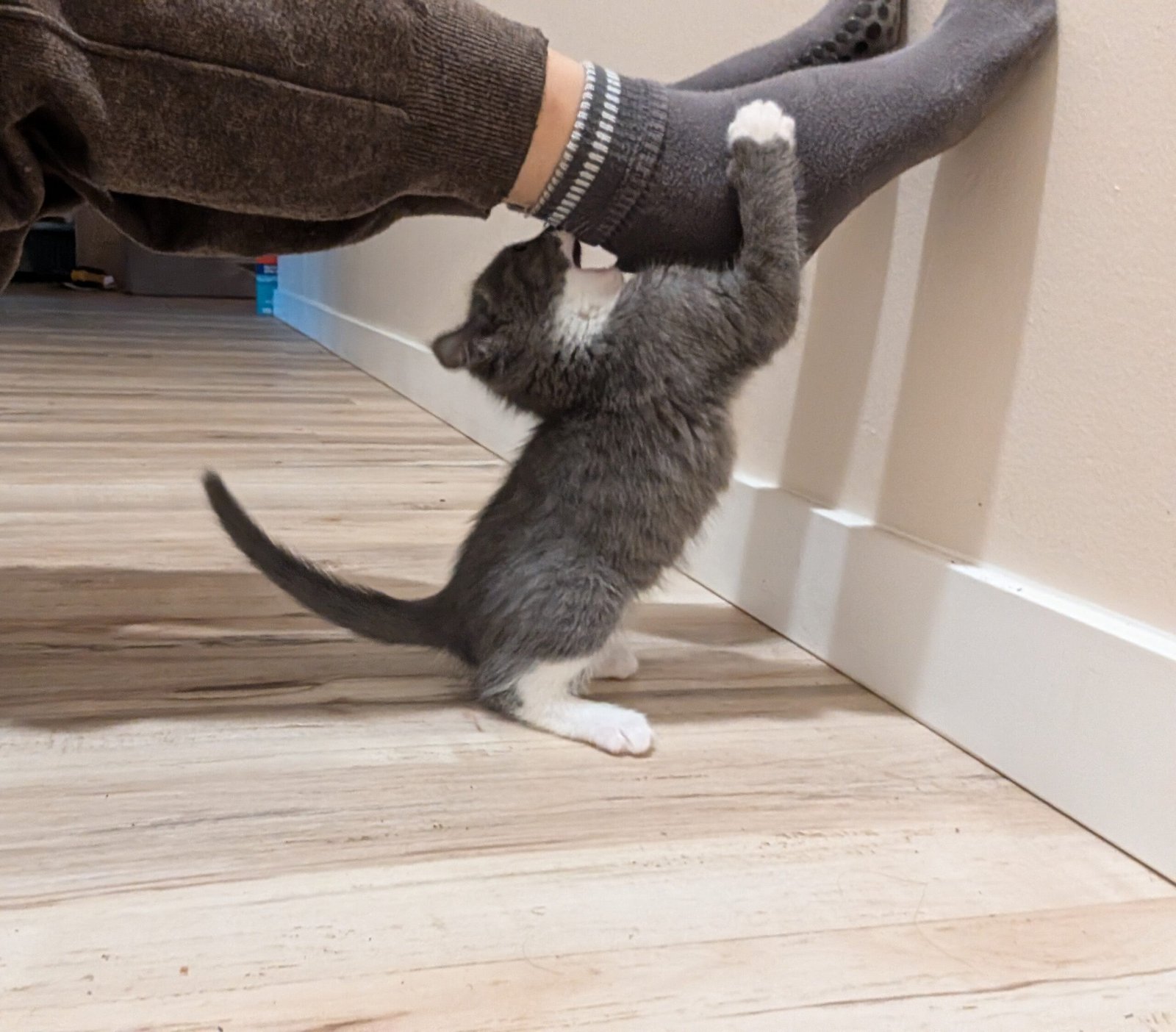 2.5 month old kitten kitty cats - Image 9