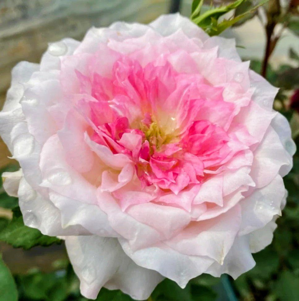 2 tone thornless climbing Edouard Manet rose plant flower bush shrub - Image 4