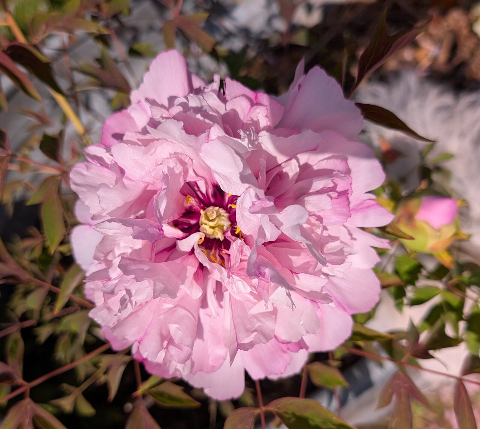 "Pink crown jade beads" tree peony - Image 5