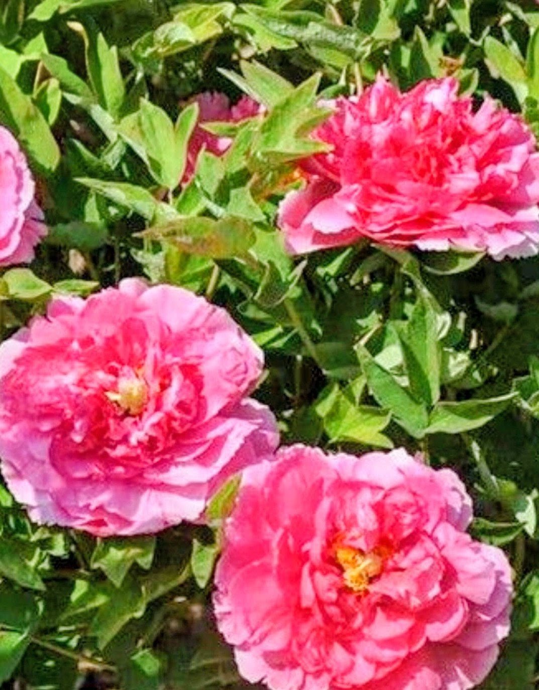 "Welcoming the Red Sun" large flower tree peony - Image 3