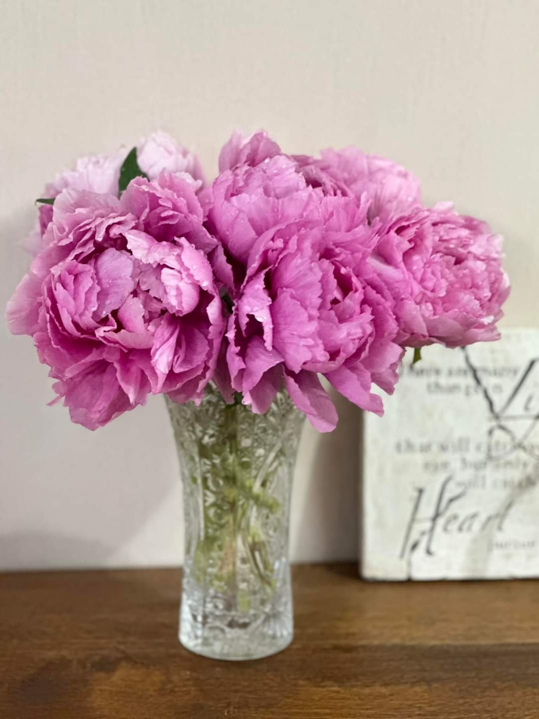 Japanese large flower tree peony - Image 4