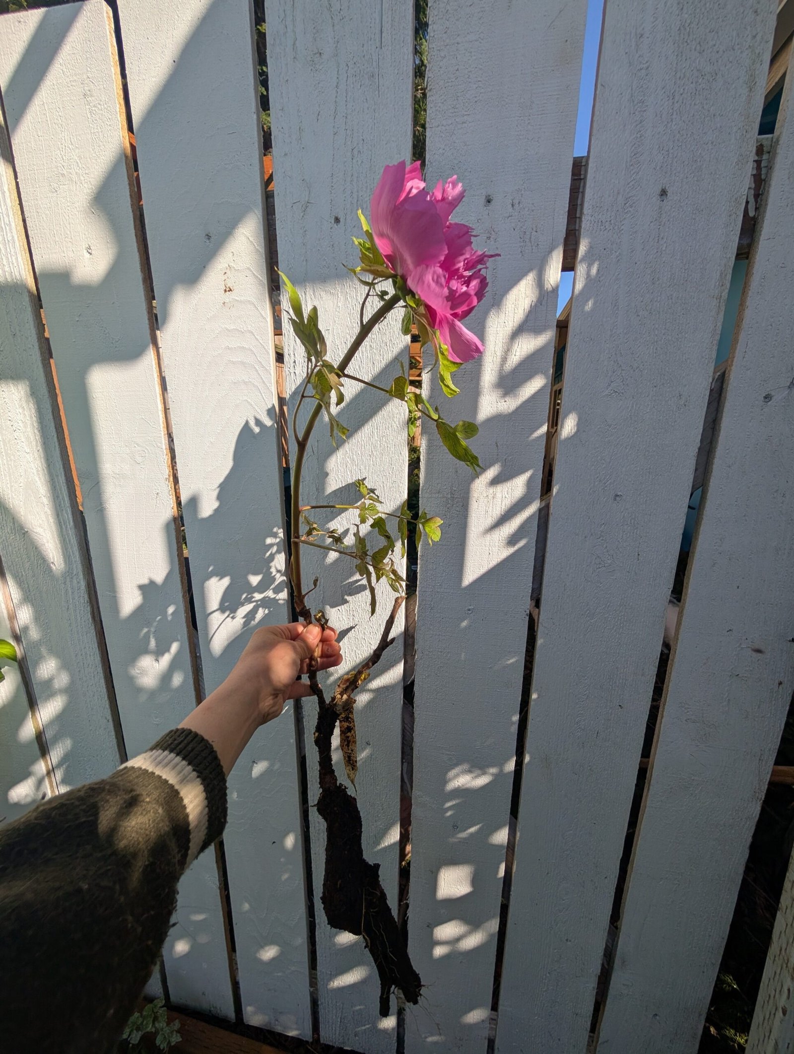 Cheng Xin tree peony - Image 6