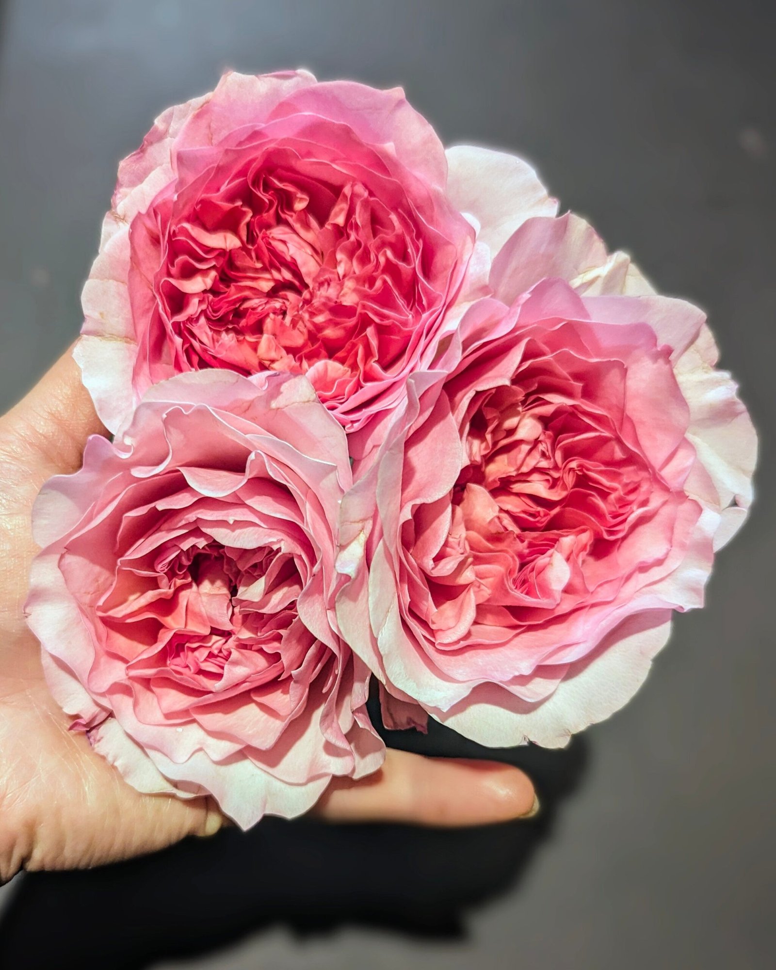 Mil wedding garden rose plant flower bush shrub - Image 13