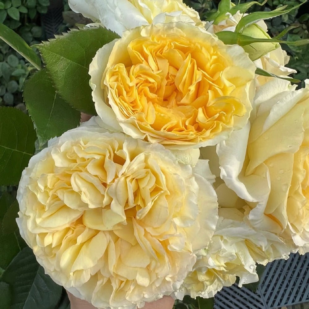 Sicilienne garden rose plant flower bush deciduous shrub - Image 2